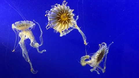 Three colorful jelly fish undulate against a deep blue background Stock Footage 273180450