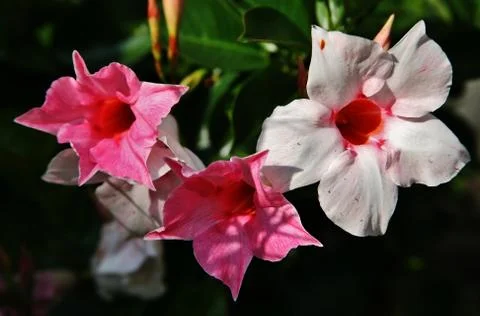Three colorfull flowers. Stock Photos