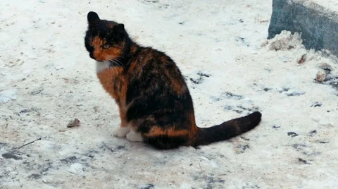 Three Colors Cat on Snow Video stock 64748937