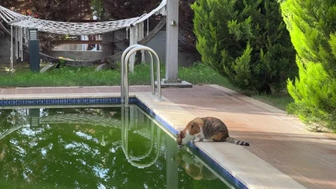 Three-colour stray cat drinks from the pool. The problem of stray animals Stock Footage 258425134