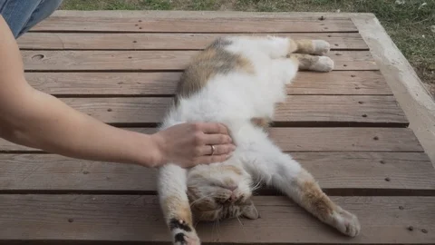Three-coloured cat being strocked by a woman's hand Stock Footage 89878674