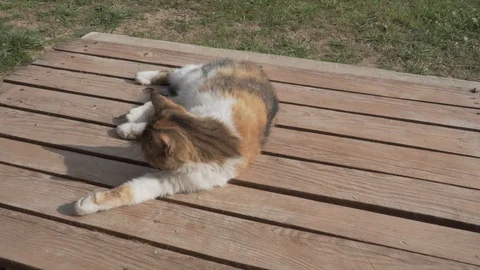 Three-coloured cat cleaning itself Stock Footage 89878110