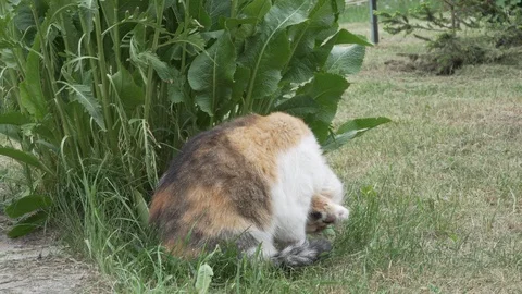 Three-coloured cat cleaning itself and going away Stock Footage 89878603