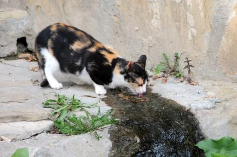 Three-coloured Cat Drinks Water Stock Photos