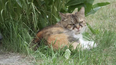 Three-coloured cat laying on the grass and amstaff dog snuffing it Stock Footage 89877807