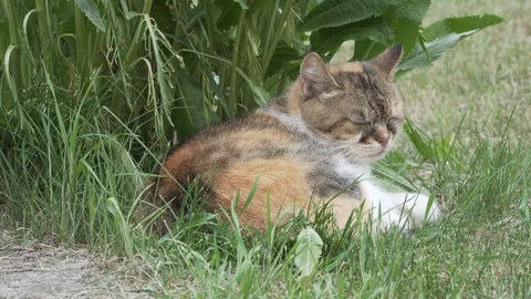Three-coloured cat laying on the grass Stock Footage 89878035