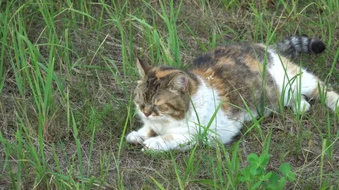 A three-coloured cat lying in the grass and napping Stock Footage 79167455