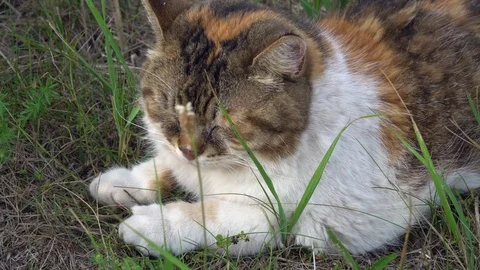 A three-coloured cat lying in the grass and napping Stock Footage 79167813