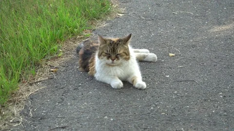 A three-coloured cat lying on the ground and scratching itself Stock Footage 79168539