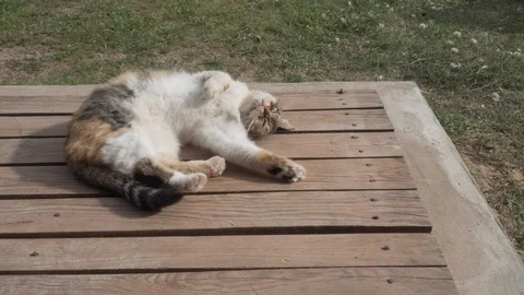 Three-coloured cat rolling on the back on the wooden planking Stock Footage 89877929
