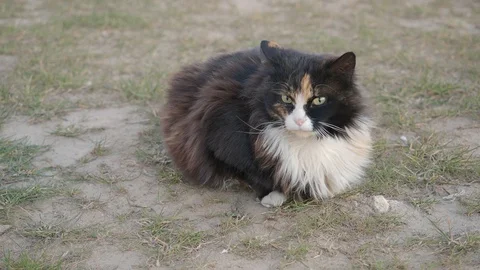 Three coloured cat sitting on the ground and looking around Stock Footage 128977208