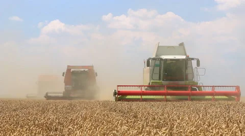 Three combine harvesters on wheat field Stock Footage 52236770