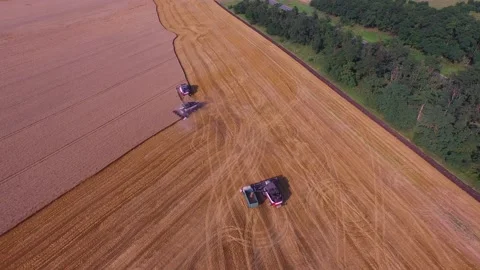 Three combines are working on the field for harvest wheat 4K Stock Footage 120395591