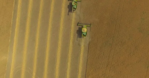 Three combines working on the large wheat field Stock Footage 93404093