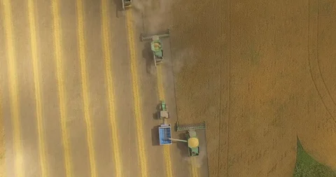 Three combines working on the large wheat field Stock Footage 93501140