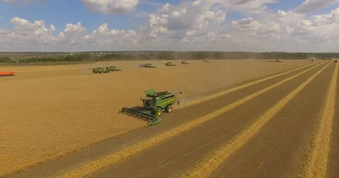 Three combines working on the large wheat field Stock Footage 93503539
