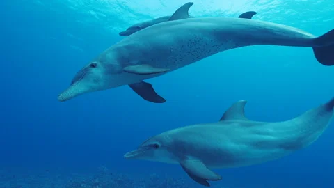 Three common bottlenose dolphin swimming around the camera in slow motion 스톡 동영상 235177617