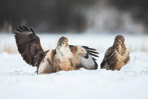 Three common buzzard standing on snow in winter nature Stock Photos