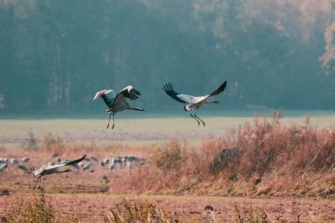 Three common cranes grus grus fly away. Stock Photos