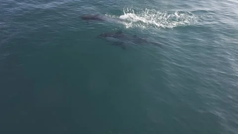 Three common dolphins cross the frame from a top down perspective, entering Stock Footage 327770230
