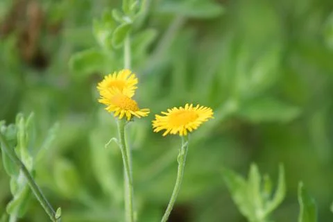 Three common fleabane in bloom closeup view with blurry background Stock Photos