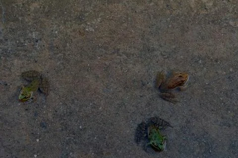 Three common frogs basking in the sun, Pelophylax perezi. Madrid, S ( Stock Photos