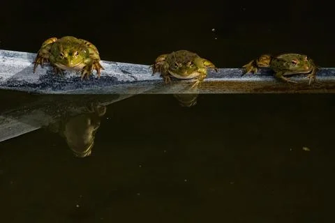 Three common frogs basking in the sun, Pelophylax perezi. Madrid, S (1) Stock Photos