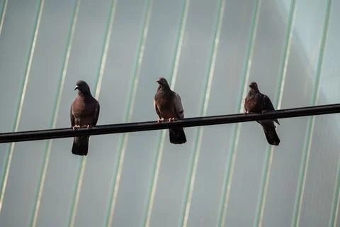 Three common pigeons perched on a black electric cable against a building facade Stock Photos