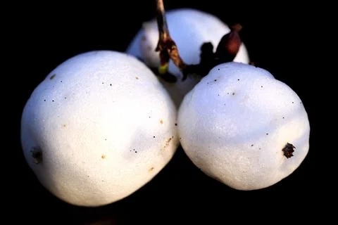 Three Common Snowbeeries hanging on branch Stock Photos