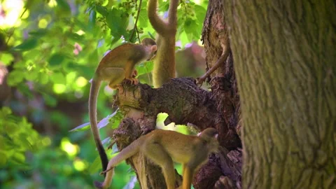 Three common squirrel monkeys looking for food on a tree Stock Footage 179420896