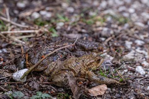 Three common toads in the forest outdoors at night. Bufo bufo in Switzerland. Stock Photos