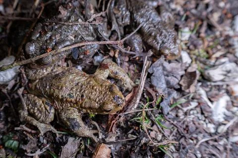 Three common toads in the forest outdoors at night. Bufo bufo in Switzerland. Stock Photos