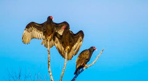 Three is company Stock Photos