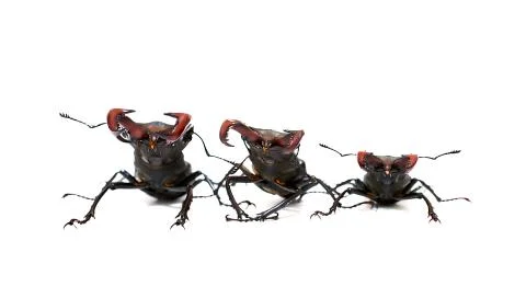 Three Comrades Stock Photos