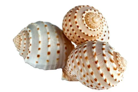 Three conch shells Stock Photos