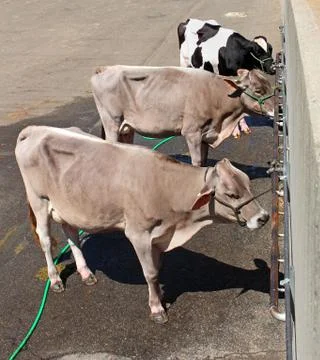 Three confined cows Stock Photos
