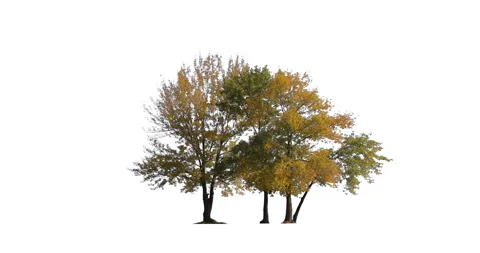 A three conifer tree isolated on white background. Autumn or fall yellow leaves  Stock Footage 141648841