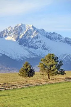 Three conifer trees stand in a grassy meadow with a snow-covered mountain i.. Stock Photos