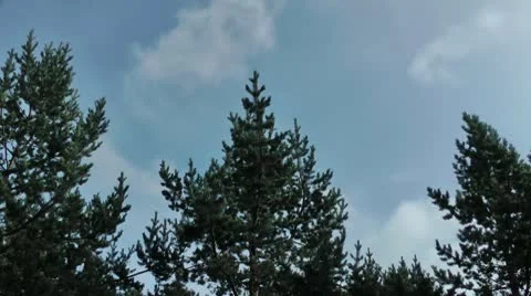 Three coniferous trees on an edge, a wind and low clouds Stock Footage 10691256