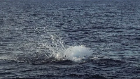 Three Consecutive Jumps of the Long-beaked Dolphin in Slow Motion Stockbeeldmateriaal 332767348