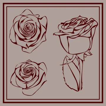 Three contour dark red roses on grey background Stock Illustration