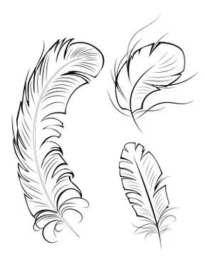 Three contour feathers Stock Illustration