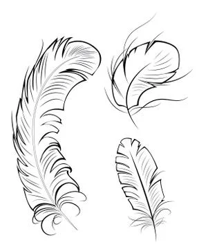Three Contour Feathers Stock Illustration