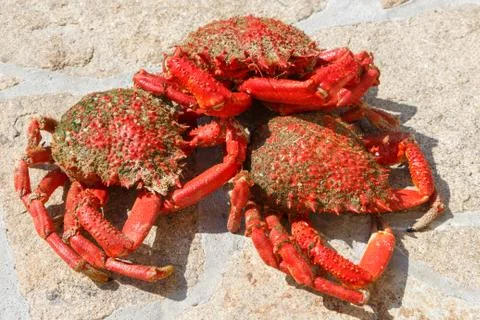 Three cooked spider crabs Stock Photos