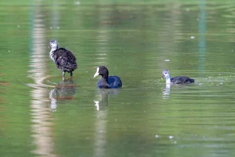Three coots glide across calm green water. Their reflections ripple softly in Stock Photos