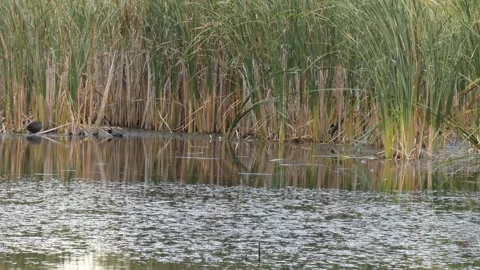 Three coots in swamp with reed background Stock Footage 330730055