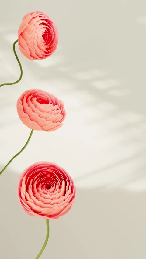 Three coral ranunculus flowers forming beautiful buds on a soft beige backg.. 스톡 동영상 336747759