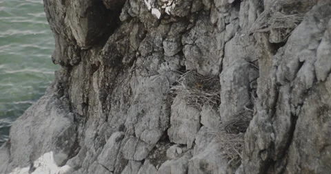 Three Cormorant Nests Stock Footage 168395819