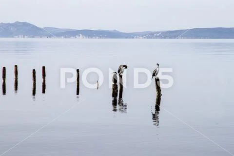 Three cormorants perched on poles that emerge from the flat water patiently w Stock Photos