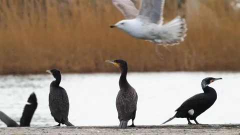 Three cormorants standing against the background of a river, slow motion Stock Footage 289174869